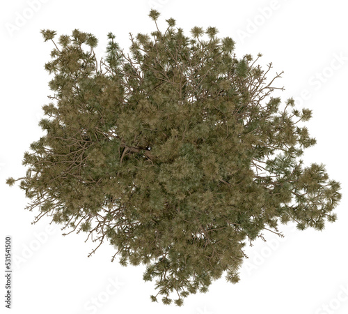 3d rendering of  Sciadopitys Verticillata PNG vegetation tree for compositing or architectural use. No Backround. 