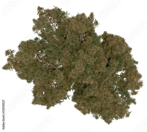 3d rendering of  Sciadopitys Verticillata PNG vegetation tree for compositing or architectural use. No Backround.  photo