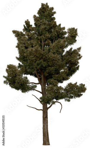 3d rendering of  Sciadopitys Verticillata PNG vegetation tree for compositing or architectural use. No Backround. 