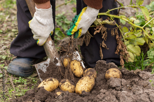 Farmer hands holding freshly harvested organic potatoes close up. Farming, digging potato with roots