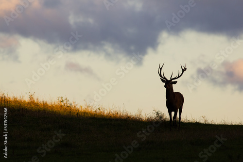 Red deer  cervus elaphus  approaching on a horizon at sunset with copy space. Dark silhouette of a mammal with antlers walking meadow. Animal wildlife in nature.
