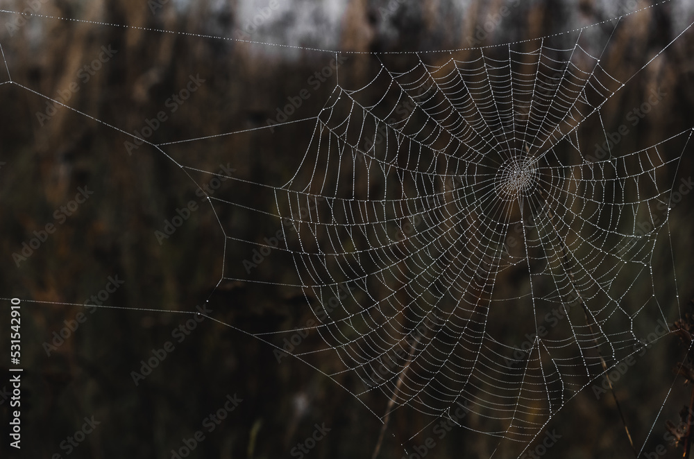 Spider web without spider on autumn background. Close-up.
