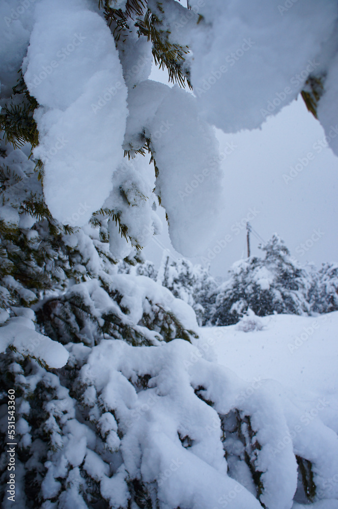 Pinos  nevados en invierno de montaña