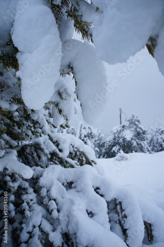 Pinos  nevados en invierno de montaña © Claudia