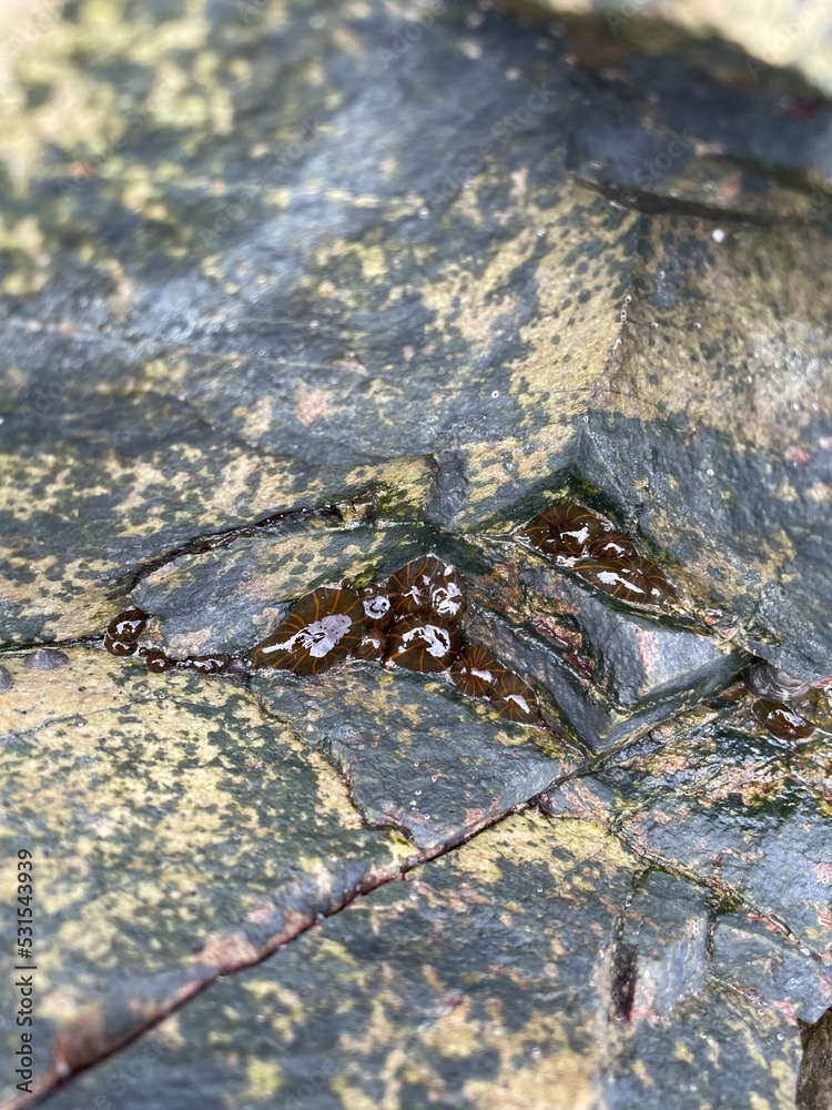 Fototapeta premium crab on the rocks