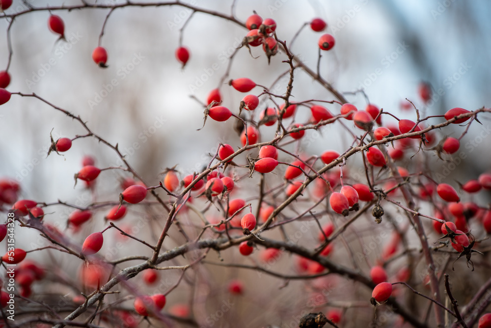 Twigs with ripe red rose hips without leaves in autumn. Autumn fruits of wild brier on a natural background