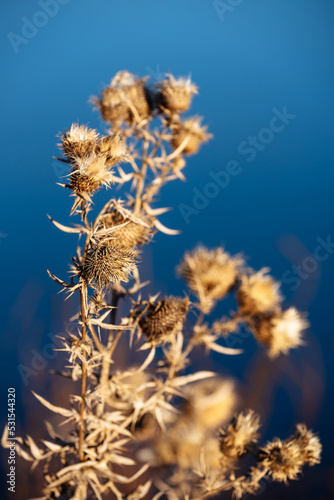 Dry wildflower on water background. Old dry thistle in the fall on a blurred blue background. 