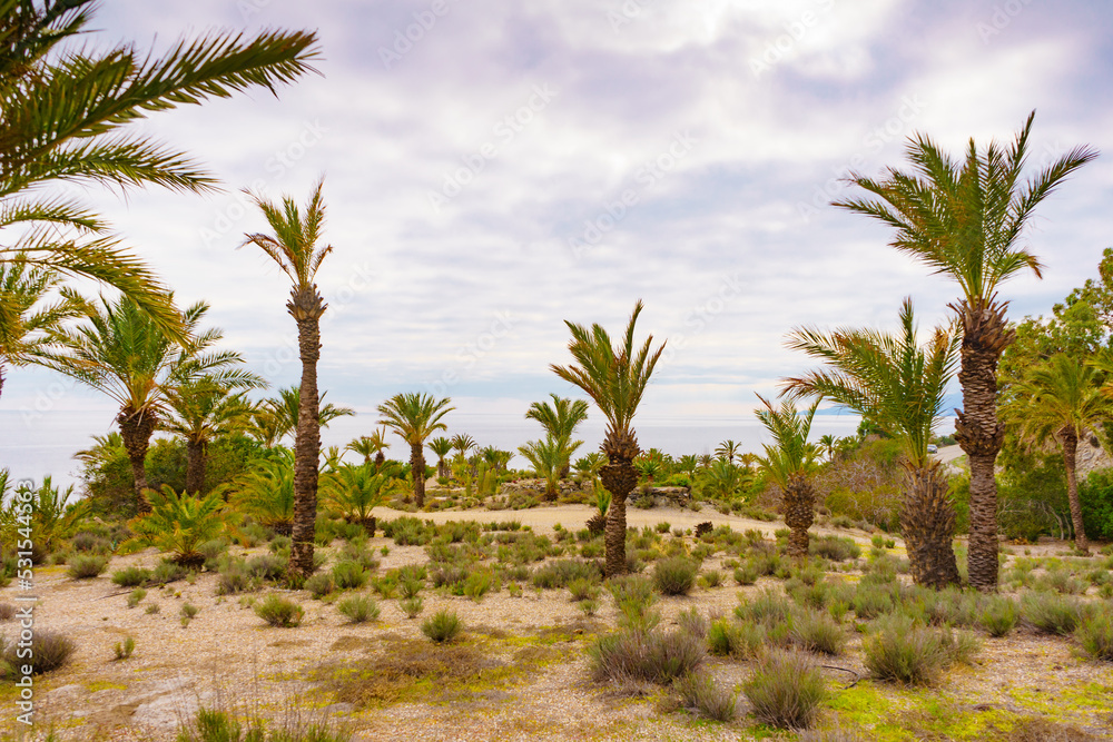 Palm trees on sea coast