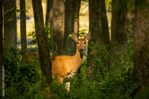 Whitetail Doe pauses in the woods