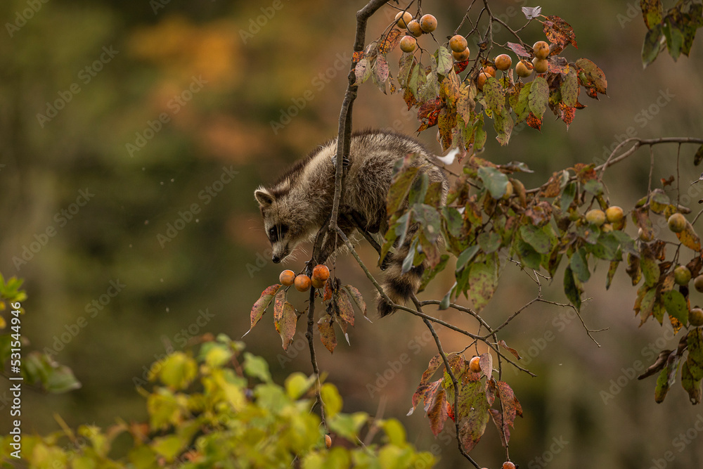 Baby Racoon climb Persimmon Trees to reach and eat its fruit Baby Racoon climb Persimmon Trees to reach and eat its fruit