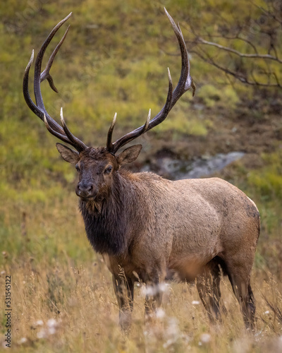 Bull Rocky Mountain elk  cervus canadensis  standing broadside while observing his harem during the fall rut on overcast day at Rocky Mountain National Park Colorado  USA 