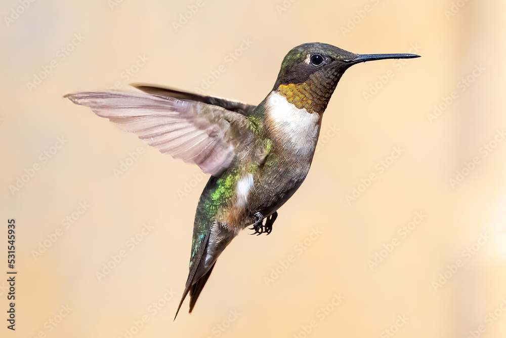 Fototapeta premium Hummingbird