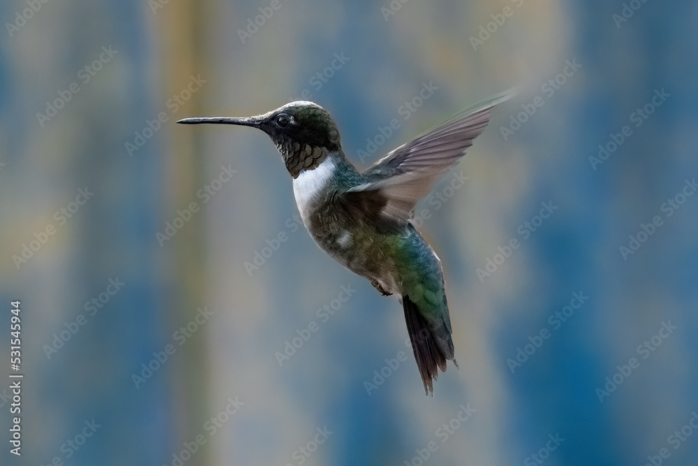 Fototapeta premium Hummingbird