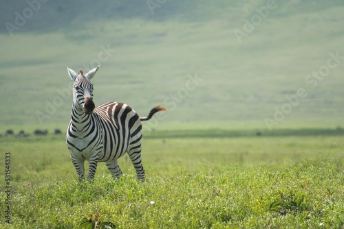 Zebra in Ngorongoro