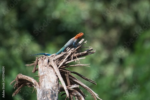 Colorful Lizard Basking on Log