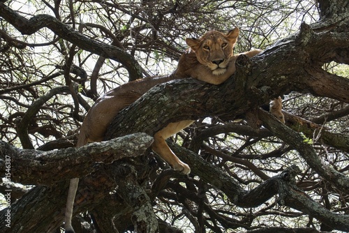 Tree-Climbing Lions in Lake Manyara National Park photo