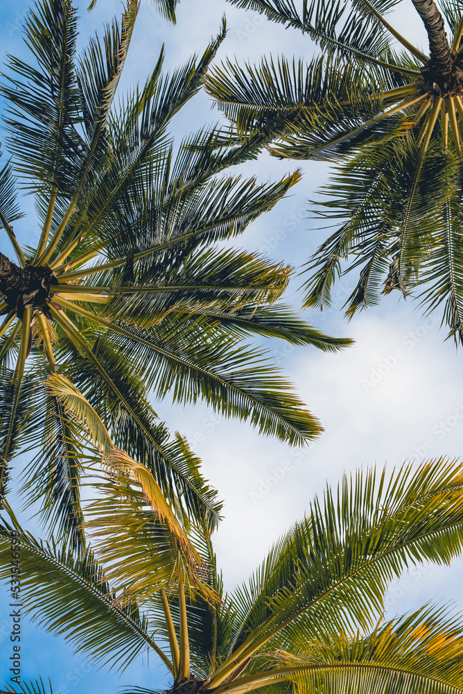 Bottom view of Palm trees in Hawaii Bottom view of Palm trees in Hawaii