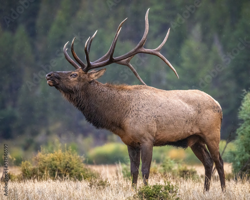 Close up of bull Rocky mountain elk (cervus canadensis) bugling during the fall rut breeding season Rocky Mountain National Park, Colorado, USA