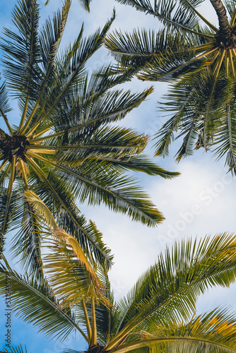 Bottom view of Palm trees in Hawaii