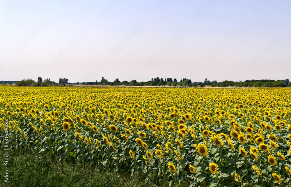 Spain - Sunflower Field near Carrión de los Condes