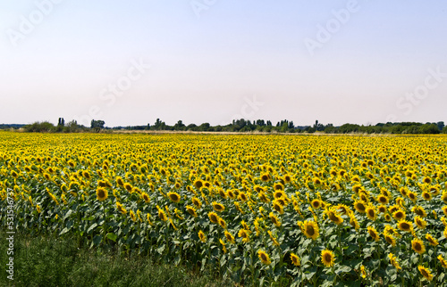 Spain - Sunflower Field near Carrión de los Condes photo