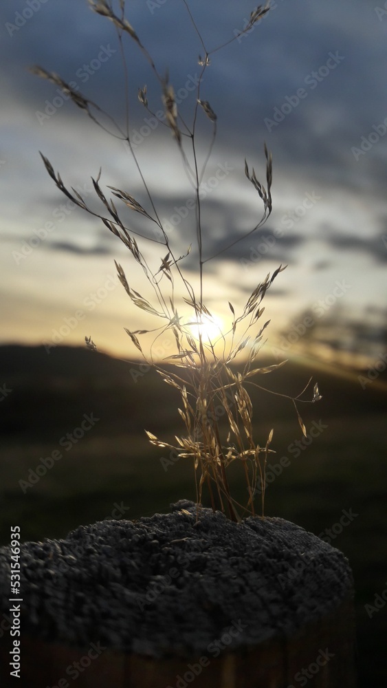 Obraz premium mist in the forest