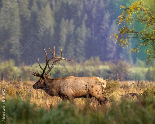 Photography Bull Rocky Mountain elk (cervus canadensis) walking broadside through Moraine Pa
