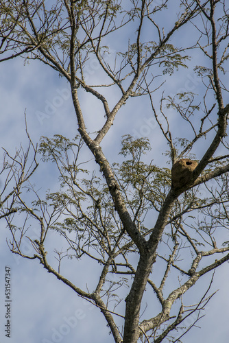 John clay nest in a tree