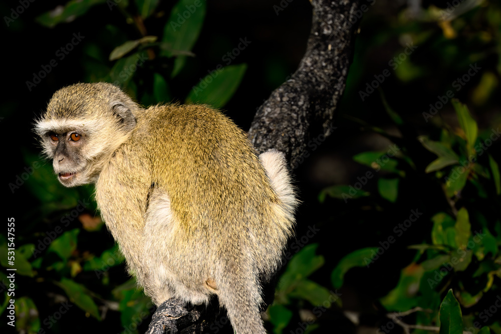 Fototapeta premium A vervet monkey in a tree