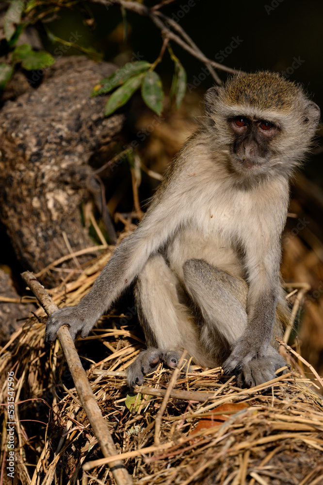 Obraz premium A vervet monkey in a tree