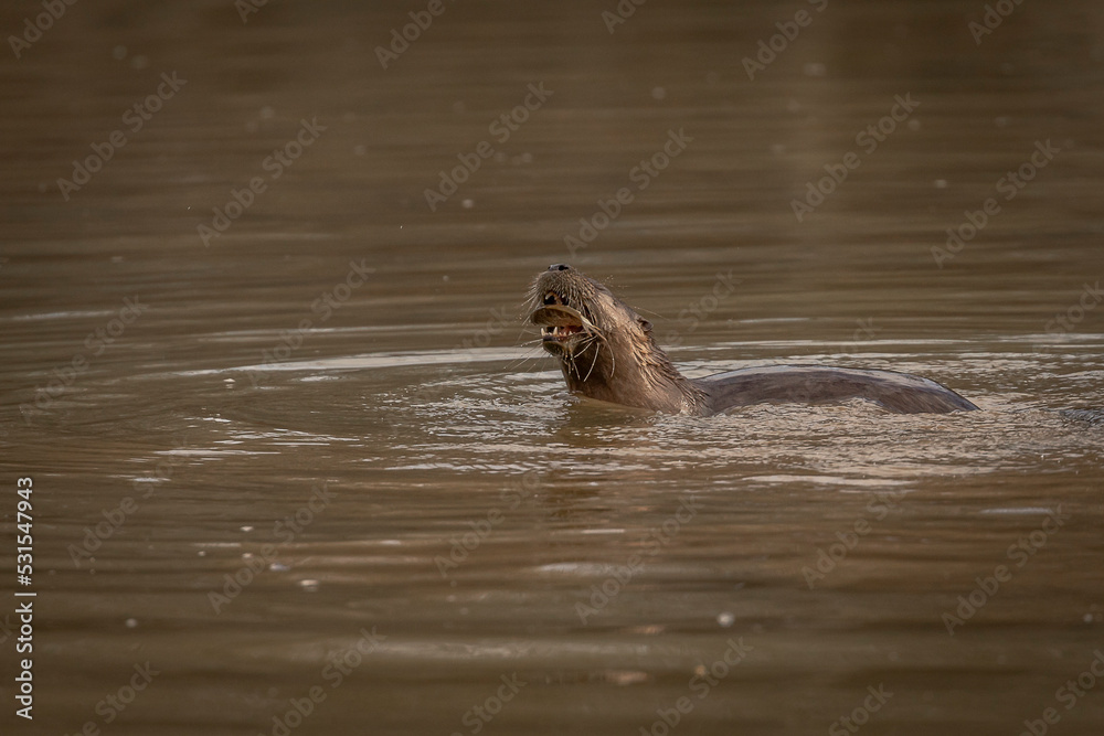 Fototapeta premium River Otter fishes in the marsh