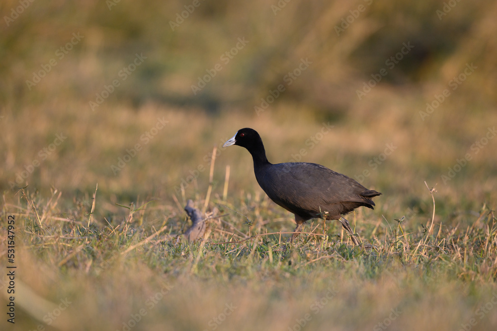 Fototapeta premium black winged stilt