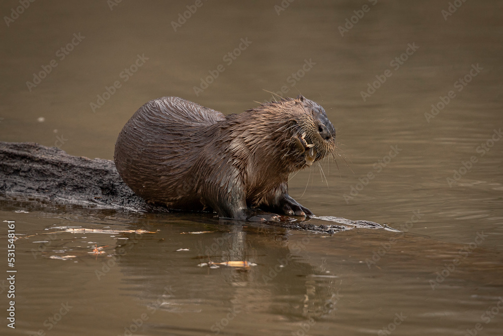 River Otter eating a fish on a log in the marsh River Otter eating a fish on a log in the marsh
