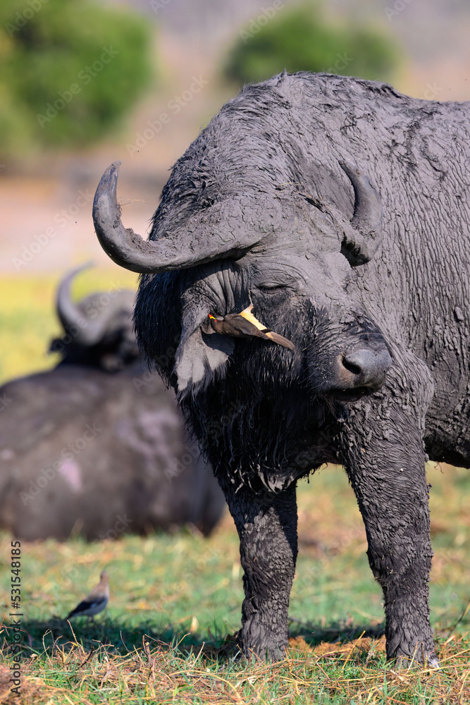 Obraz premium Cape buffalo with oxpecker bird 