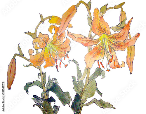 Watercolor illustration of tiger lily flower. Traditional chinese ink and wash painting. 