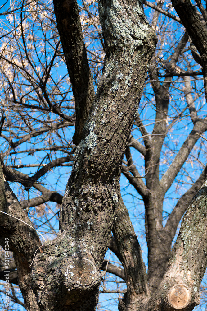 Tree trunk and branches with several patches of wet moss.