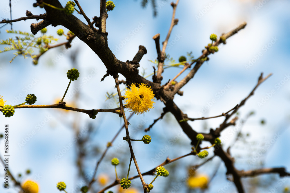 Acacia tree (Hawthorn) flowering in spring with its characteristic yellow color. Acacia tree (Hawthorn) flowering in spring with its characteristic yellow color.