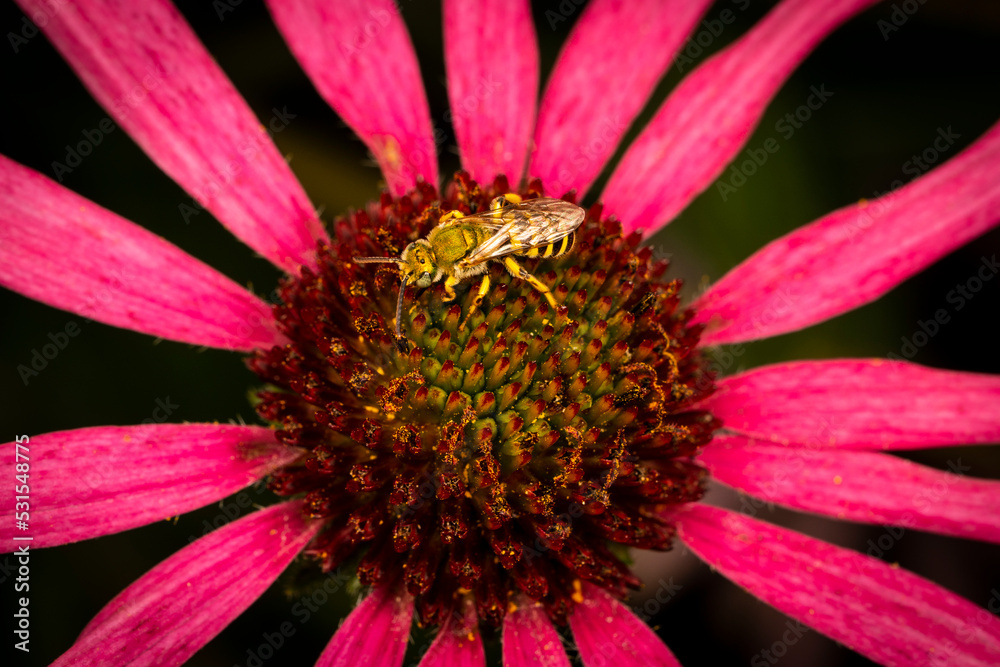 Close-up of a Bicolored Striped-sweat bee on a magnificent echinacea flower. Close-up of a Bicolored Striped-sweat bee on a magnificent echinacea flower.