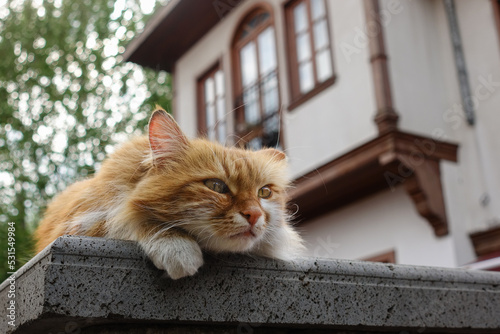 A stray cat in the historical Hamamonu district of Ankara with renovated Ottoman-style old mansions - Ankara, Turkey photo