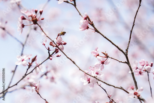 Bee on Cherry Blossoms