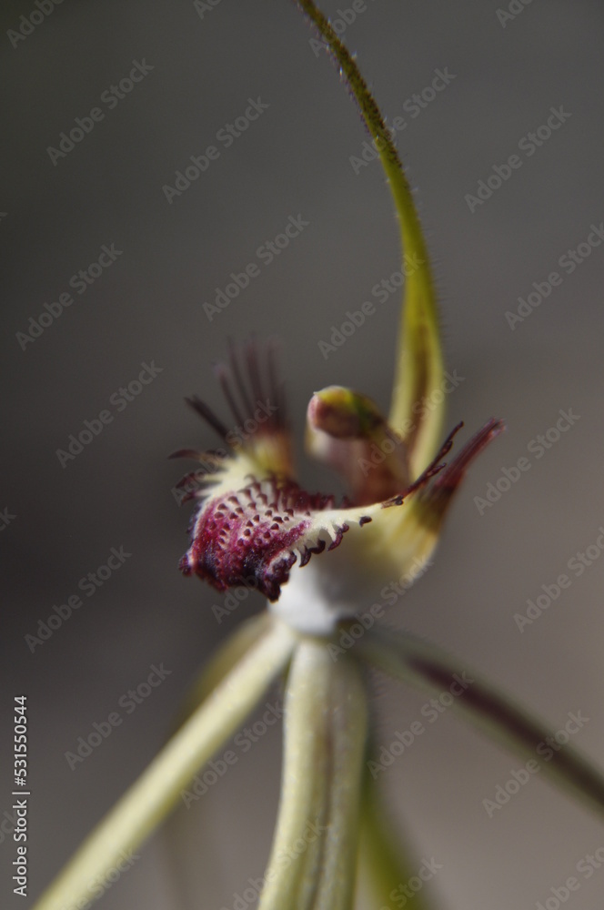 Hybrid orchid with parents of the mantis and white spider orchids Hybrid orchid with parents of the mantis and white spider orchids