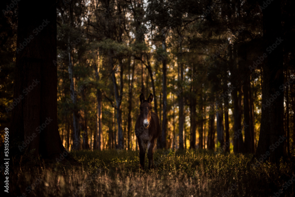 burro solitario en el bosque  - obrazy, fototapety, plakaty 