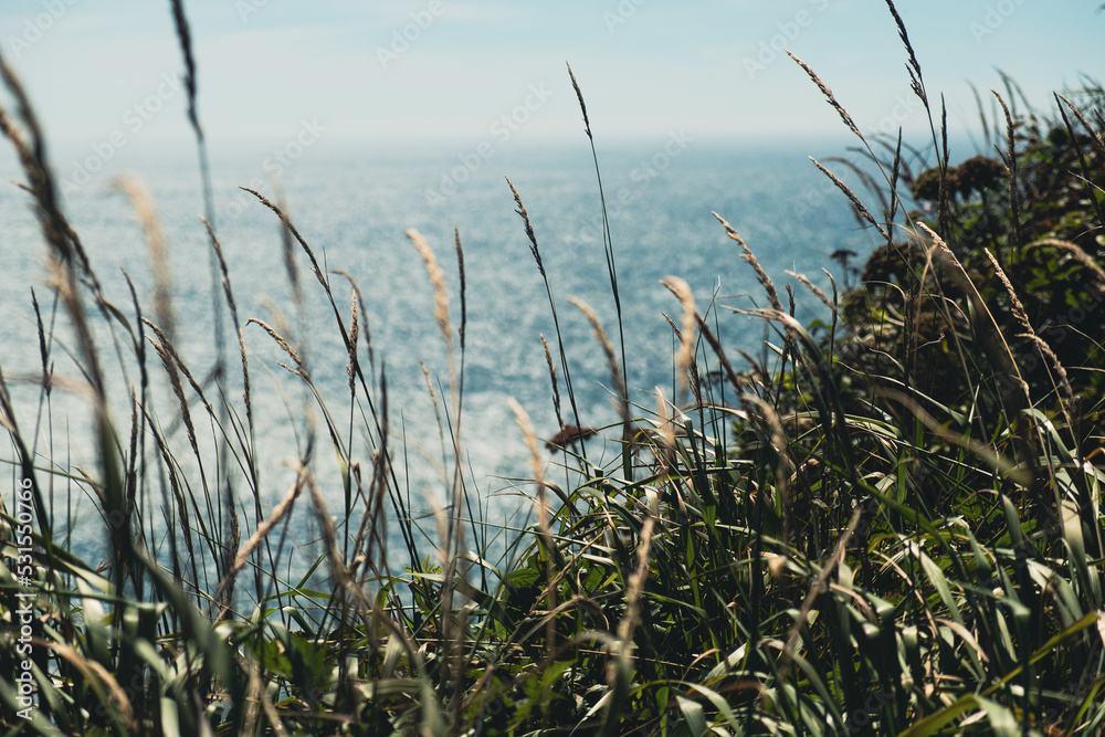 Tall grass by ocean Oswald West State Park in Oregon. Tall grass by ocean Oswald West State Park in Oregon.