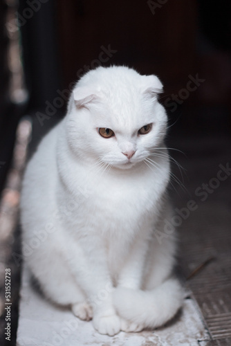 White lop-eared cat sits with a sad thoughtful look. Beautiful Scottish fold cat on the street. Loneliness, sadness, discontent. High quality photo © Dubnytskaya Photo