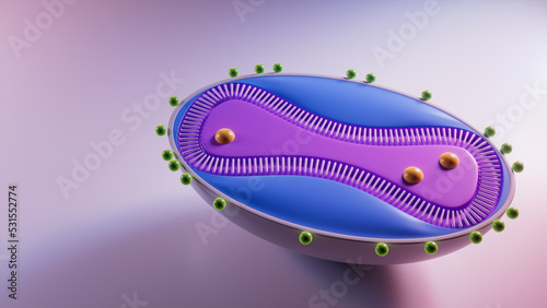3D Illustration showing the Cell Structure of the Monkeypox Virus. 3D Render with Copy-Space. photo