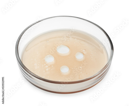 Petri dish with beige liquid isolated on white