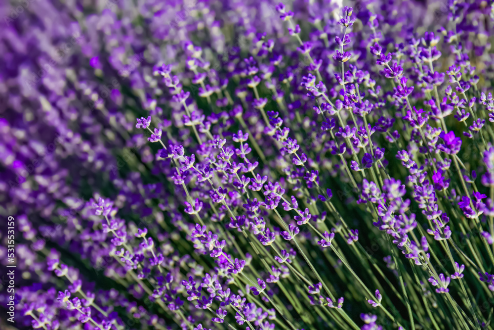 Obraz premium Beautiful lavender flowers growing in field, closeup