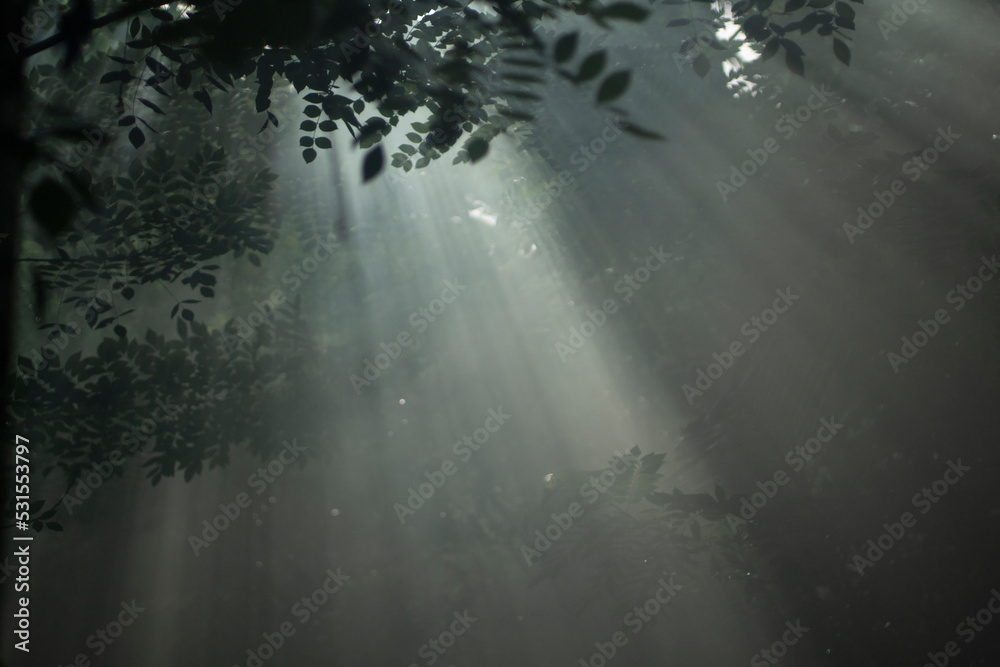 Sun rays through the trees in the forest. Misty morning in the woods. Natural pattern of nature backgrounds. Texture background for life and spirituality inspirational concept. Sun rays through the trees in the forest. Misty morning in the woods. Natural pattern of nature backgrounds. Texture background for life and spirituality inspirational concept.