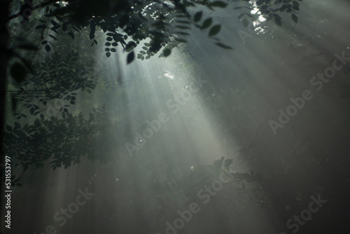 Sun rays through the trees in the forest. Misty morning in the woods. Natural pattern of nature backgrounds. Texture background for life and spirituality inspirational concept.