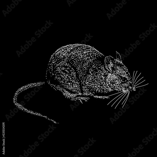 Eastern Woodrat hand drawing vector illustration isolated on black background